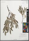 Foto von Salix glaucosericea Flod.